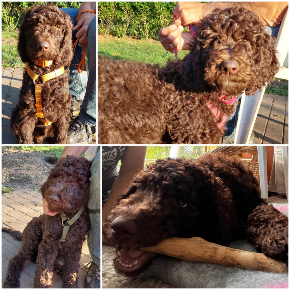 Königspudel Welpen/ Junghunde - Hunde - Bremen