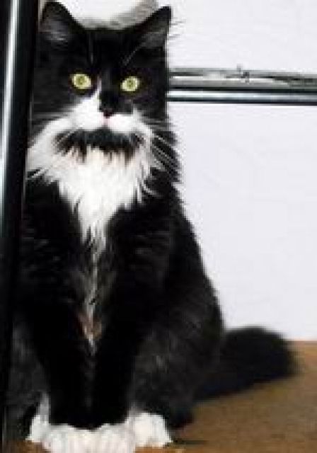 Http://www.myspace.com/petholiday wir füttern Ihre Katze in München wenn Sie i - Zubehoer Haustiere - München