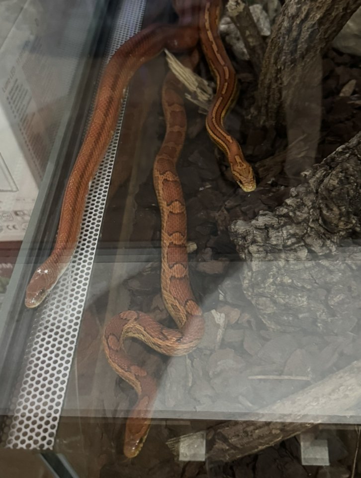 3 Kornnattern zu Verschenken - Reptilien - Mörlenbach