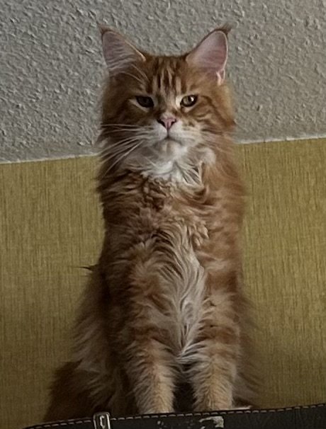 Maine Coon Kater Rot - Katzen - Oldenburg 