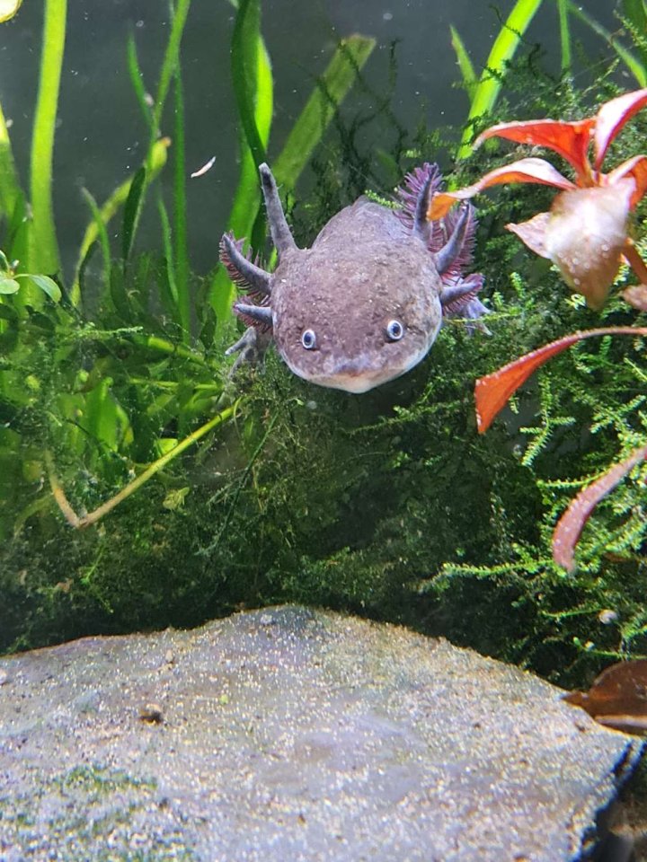 7 Axolotl abzugeben wildling copper weisling - Amphibien - Fulda