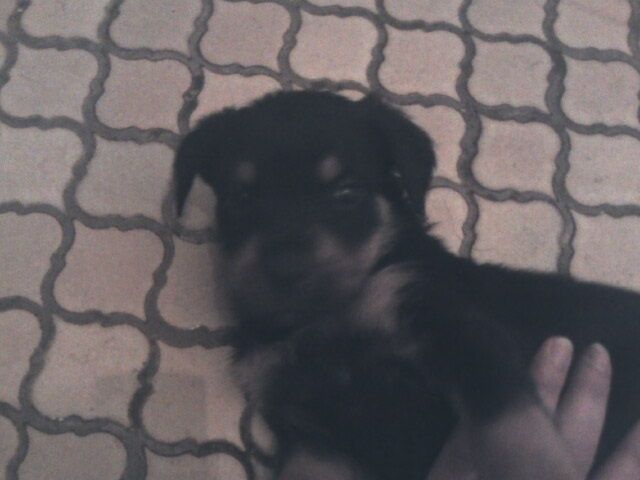 Rottweilerwelpen - Hunde - konradsreuth