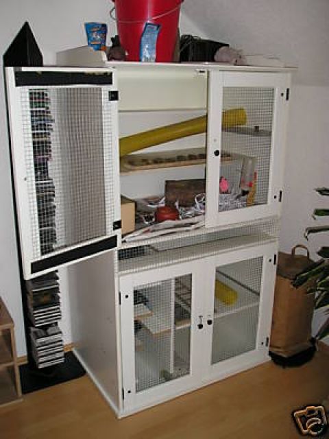 3 Rattenweibchen (evtl. mit Riesenschrank) - Ratten - Talheim