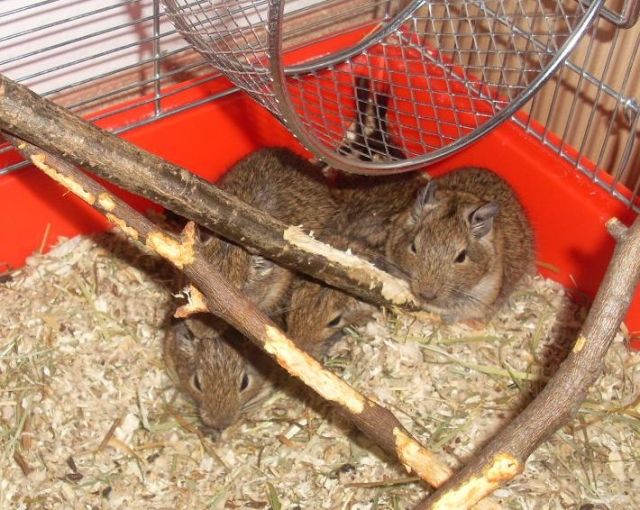 4 kleine männliche Degus suchen ein neues zu Hause - Sonst Nagetiere - Liebenwalde