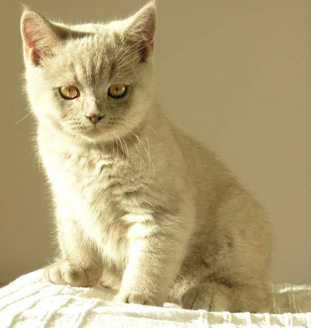 Traumhafte Britisch Kurzhaar Kätzchen zu verkaufen | tieranzeigen.net