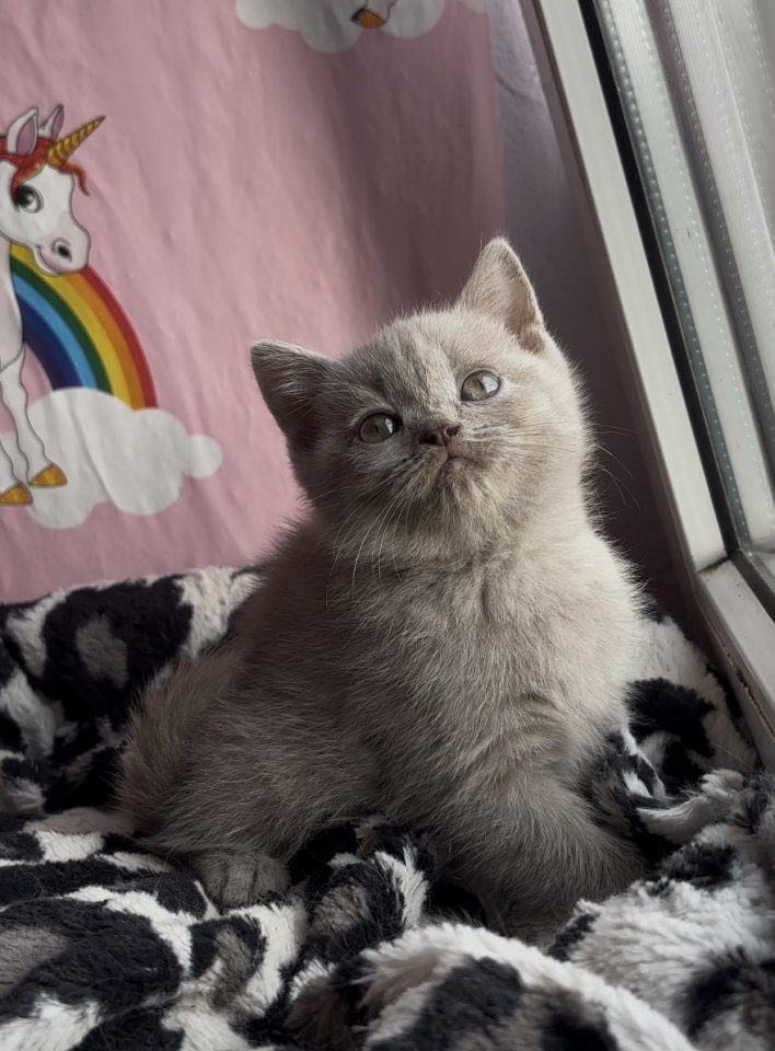 Britisch kurzhaar Katzen - Katzen - Duisburg