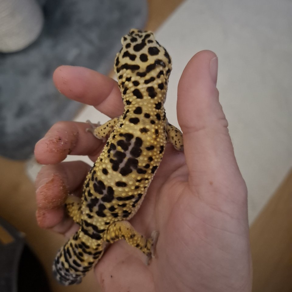 Leopardengecko Männchen 2 Jahre - Reptilien - Bischofswiesen