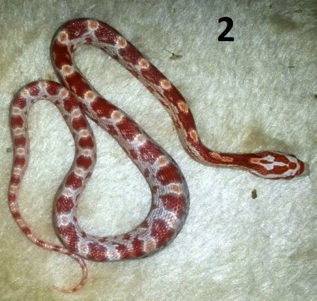 Kornnatter - NZ 2013 aus der Verpaarung Butter oder Bloodred u. Caramel - Reptilien - Freital