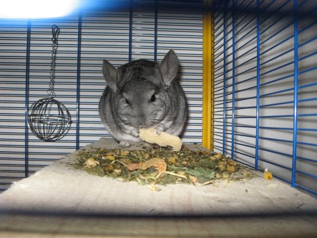 Chinchilla - Nagetiere Allgemein - Offenbach