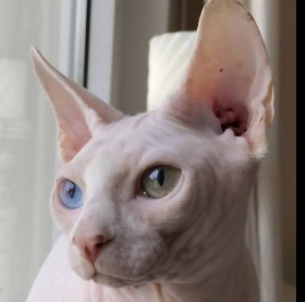 Sphynx Kater sucht Zuhause - Katzen - Kiel