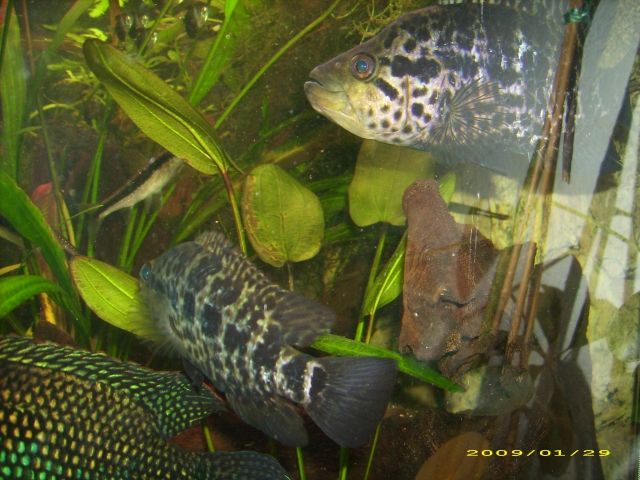 1Paar Parachromis managuensis - Fische - Zeitlarn