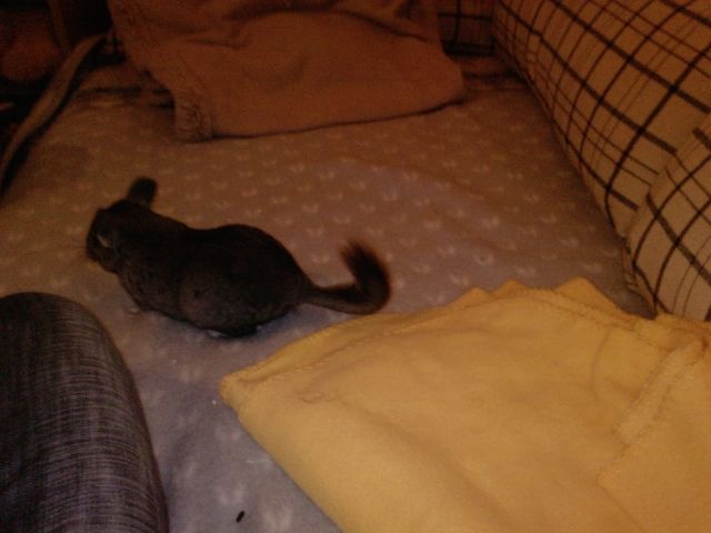 2 Chinchilla-Böckchen zu verkaufen - Sonst Nagetiere - Donaueschingen