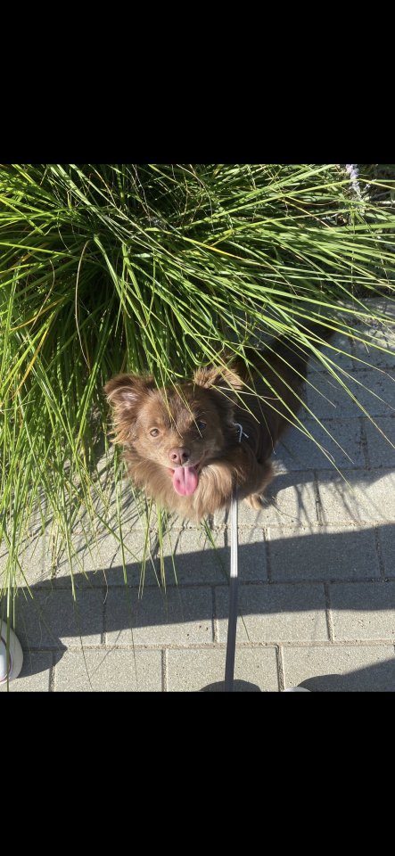 Lieber Zwergspitz Pomeranian - Hunde - Norderstedt