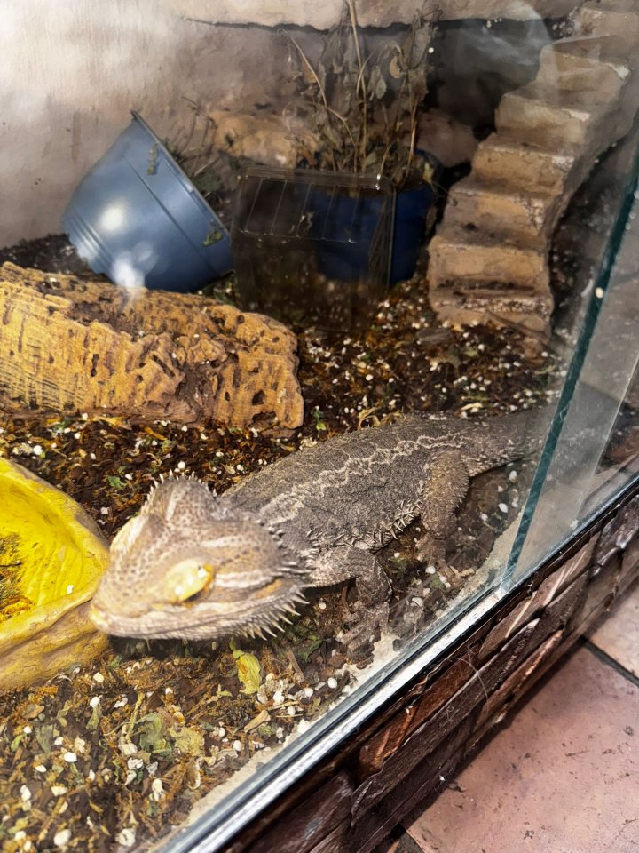 Bartagame mit Terrarium - Reptilien - Herzogenrath 