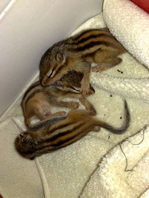 Streifenhörnchen!!!!!! - Nagetiere Allgemein - Friesoythe