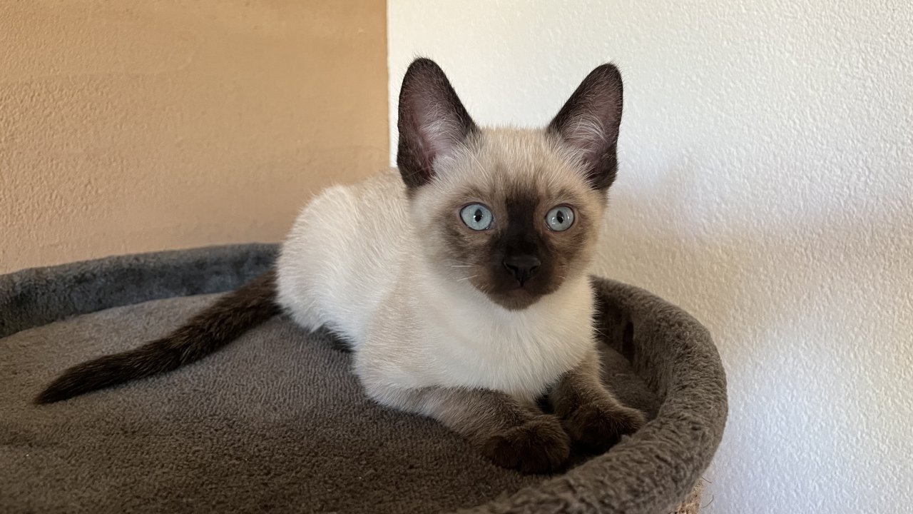Siam / Snow Bengal Mix Kitten - Katzen - Innerbraz