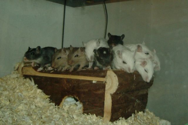 Rennmausbabys(Gerbil) - Maeuse - 