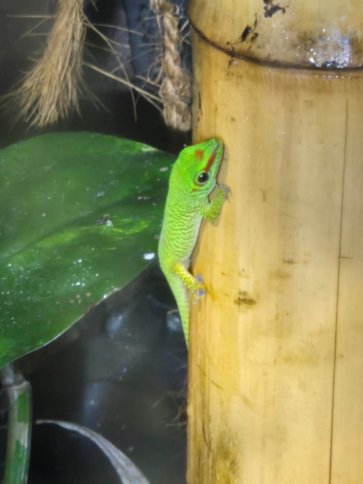Phelsuma grandis Nachwuchs - Reptilien - Rheinberg