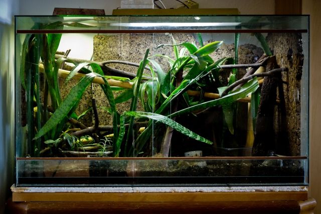 Großes Tropenterrarium inkl. Beleuchtung und Zubehör - Terrarien - Leipzig
