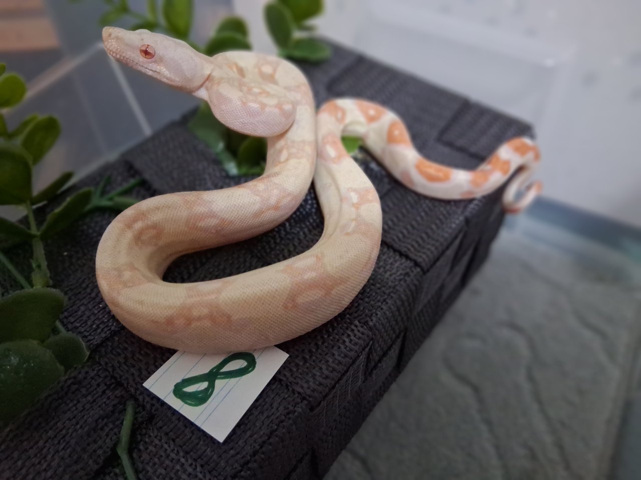 Boa Jungtiere von 13 August - Reptilien - Marienhafe