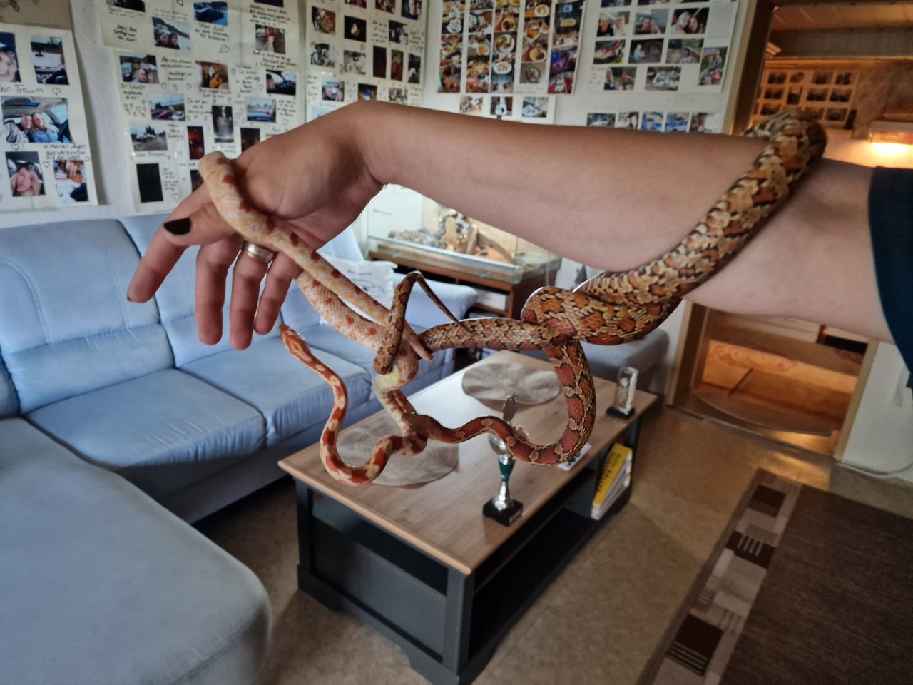 2 Kornnattern (Männlich&Weiblich) inkl. Terrarium - Reptilien - Wilkau-Haßlau