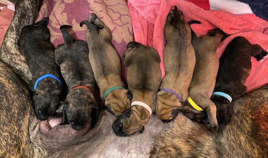 Mastiff Welpen suchen ab Dezember ein liebevolles neues Zuhause - Hunde - Neusäss