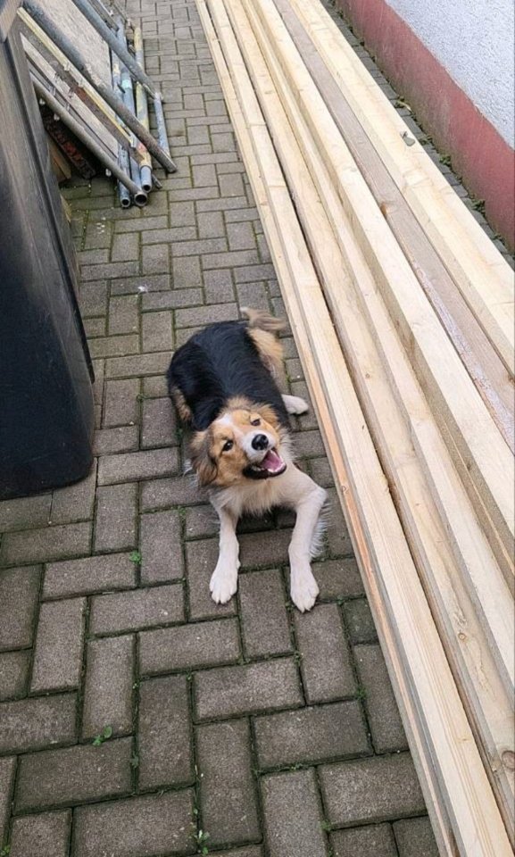 Hübsche Hündin daisy sucht ihre Familie - Hunde - Bad Frankenhausen 