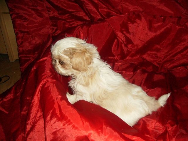 Traumhaft schöne Shih-Tzu Welpen - Hunde - Mitteleschenbach