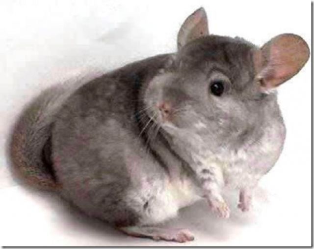 Chinchillas - Nagetiere Allgemein - Essen