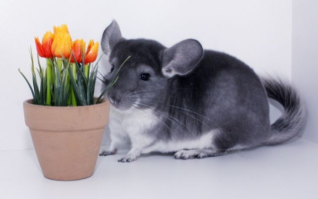 Chinchillas - Jungtiere in vielen Farben - Sonst Nagetiere - Eugendorf bei Salzburg