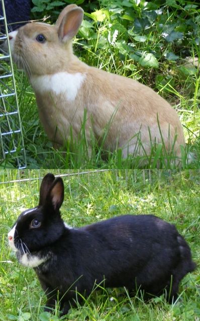 Kaninchen-Päärchen in 79* Freiburg - Hasen Kaninchen - Freiburg