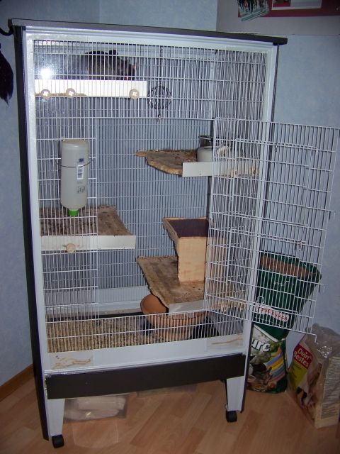 2 Chinchillas (männl.) mit kompl. Zubehör - Sonst Nagetiere - Dillenburg