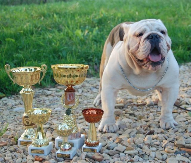 Englisch bulldog zum decken  - Hunde - Vamberk