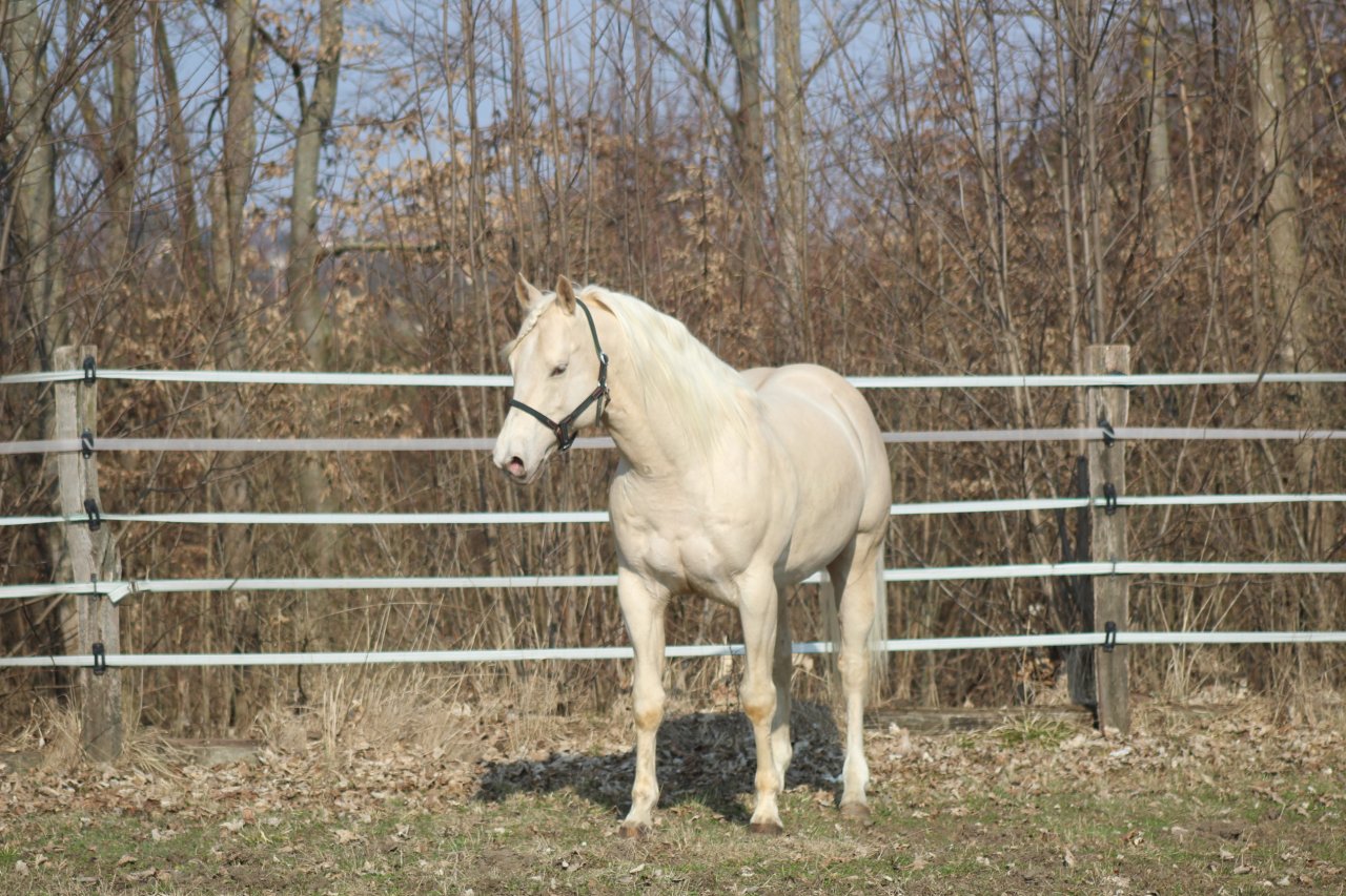 AQHA Foundation Deckhengst - Pferde - Pöttsching