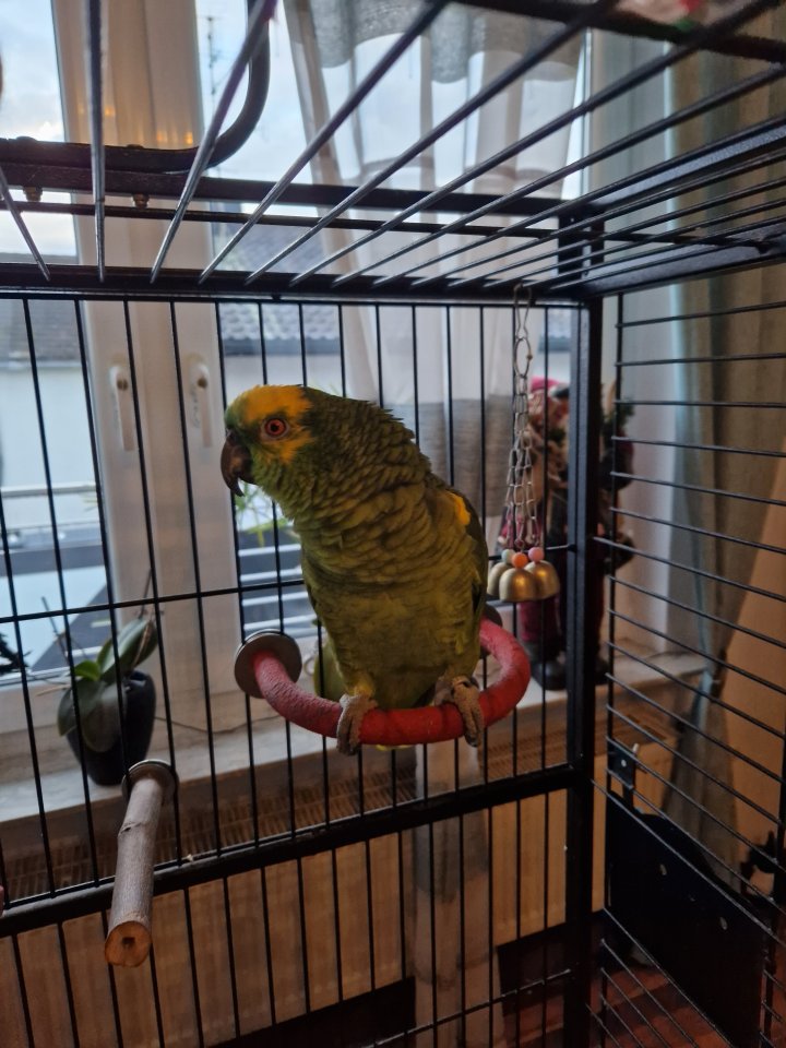 Zu verkaufen leider ein vögel mit käfig - Voegel - Rödermark