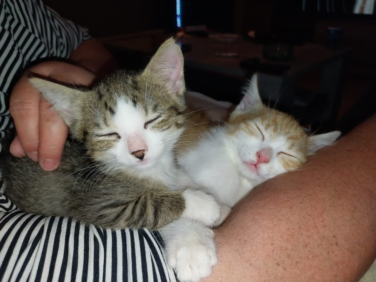EKH Jungkatzen Ich suche ein liebevolles Zuhause für meine zwei super süßen, ver - Katzen - Möntenich