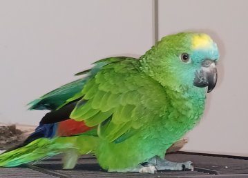 Blaustirnamazone Henne - Voegel - Ballenstedt