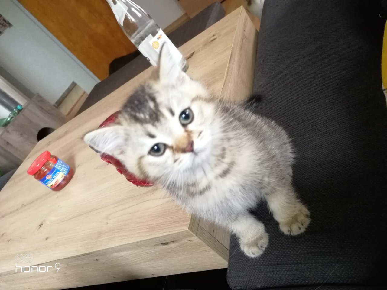 BKH Kitten suchen ein Zuhause - Katzen - Oberviechtach
