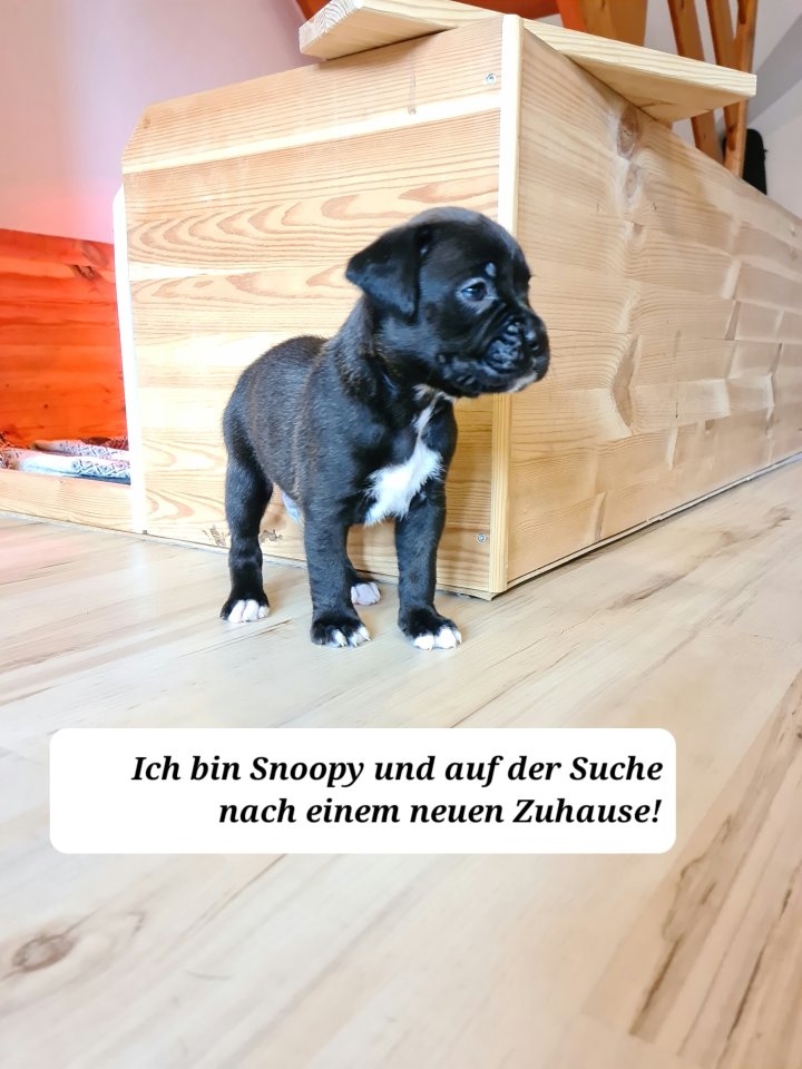 Boxerwelpen zu verkaufen - Hunde - Denklingen