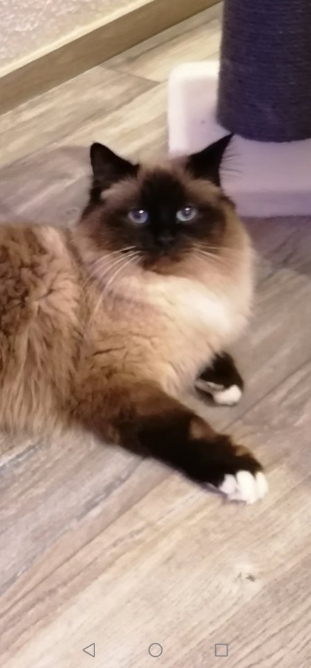 Heilige Birma Deckkater - Katzen - Geislingen an der Steige