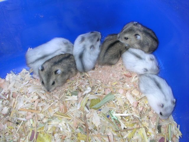 Dschungarische Zwerghamster - Hamster - Frankfurt