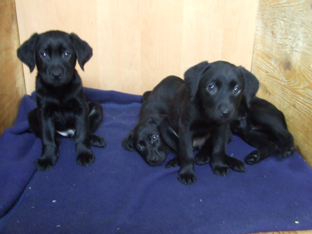 Labradorwelpen reinrassig!!!!!!!!!!!!!!!!!!!!!!!!!!!!!! - Hunde - Mechernich