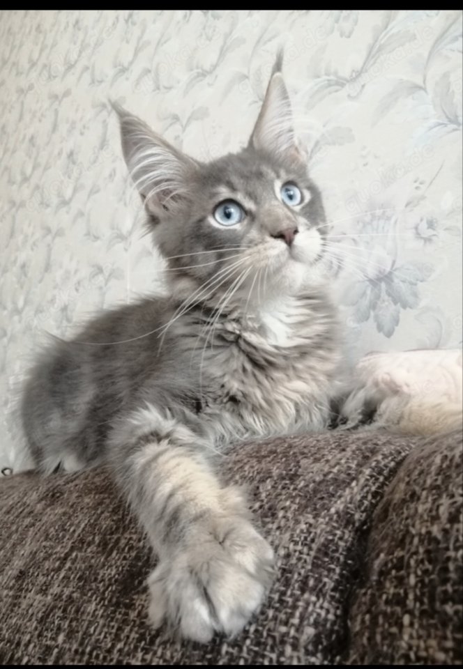 Maine Coon Kitten mit Stammbaum blaue Augen - Katzen - Böblingen