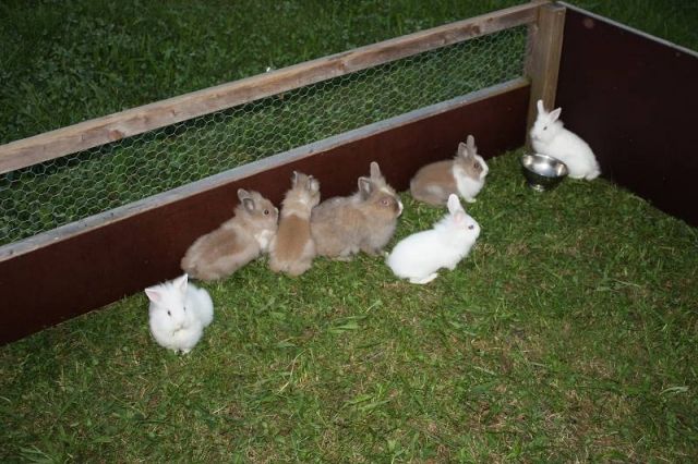 Löwenköpfchen zu verkaufen - Hasen Kaninchen - Ramerberg