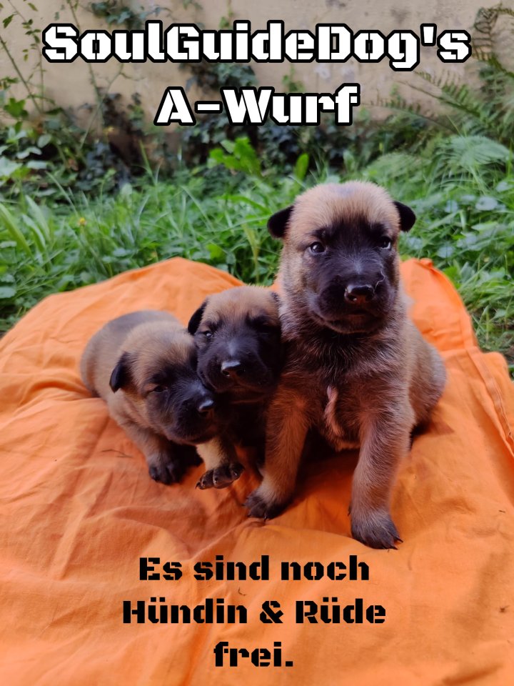 Malinois Welpen mit Ahnentafel - Hunde - Kitzingen