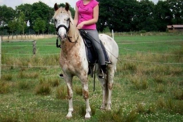 Netter Knabstrupperwallach sucht Reitbeteiligung - Reitbeteiligung - Tangstedt