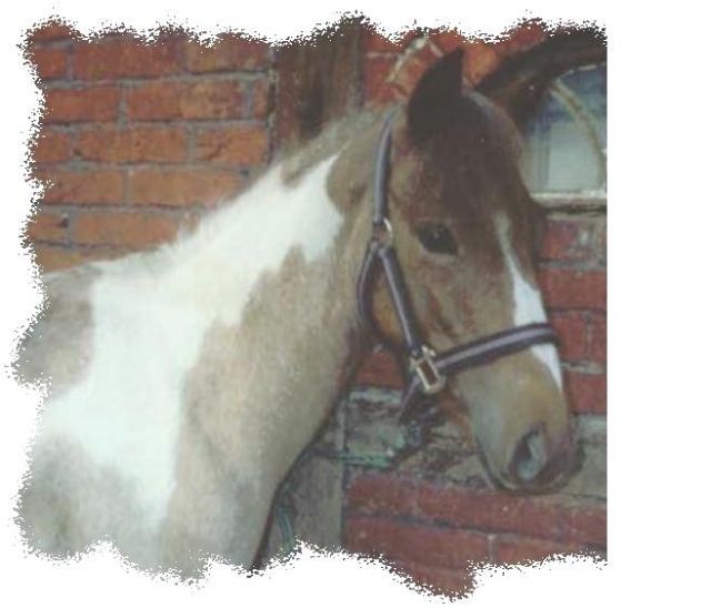Suche Exzemerdecke..... - Zubehoer für Nutztiere - Waf
