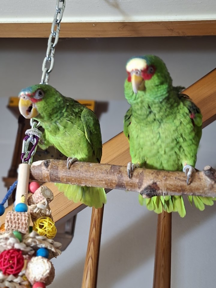 Weißstirn amazonen zu verkaufen - Voegel - Brandenburg an der Havel