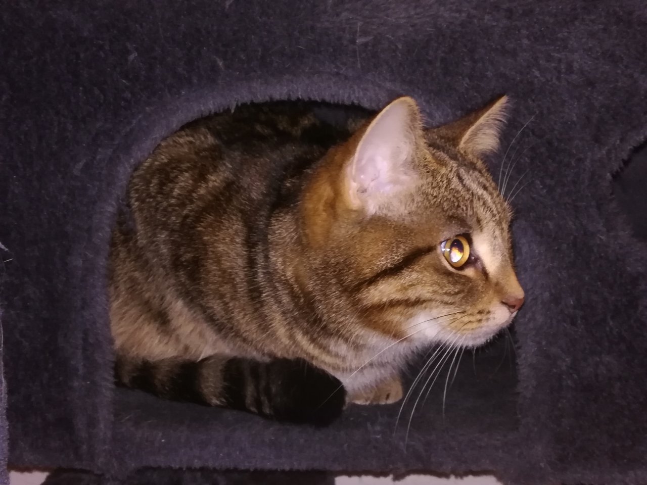 Kuscheliger Verschmuster Kater Sosoke - Katzen - Straubing
