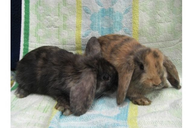 Zwergwidder Babys - Hasen Kaninchen - Lutter
